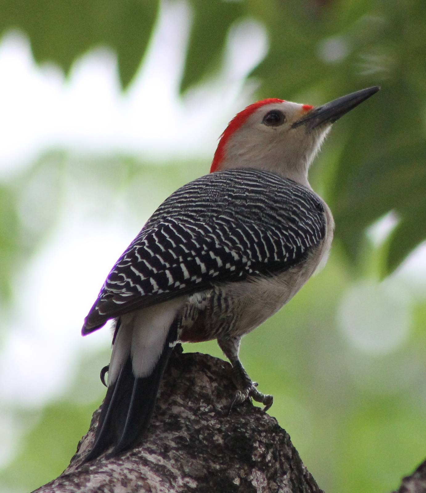 Yucatan woodpecker
