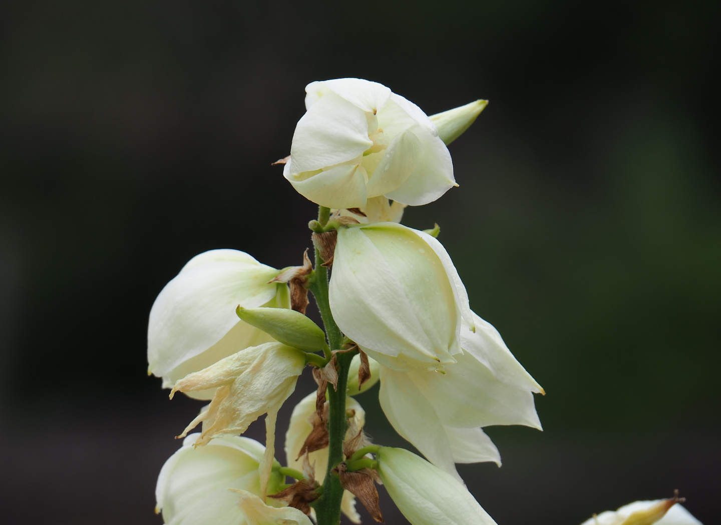 Yucca flowers, 2019-07-21