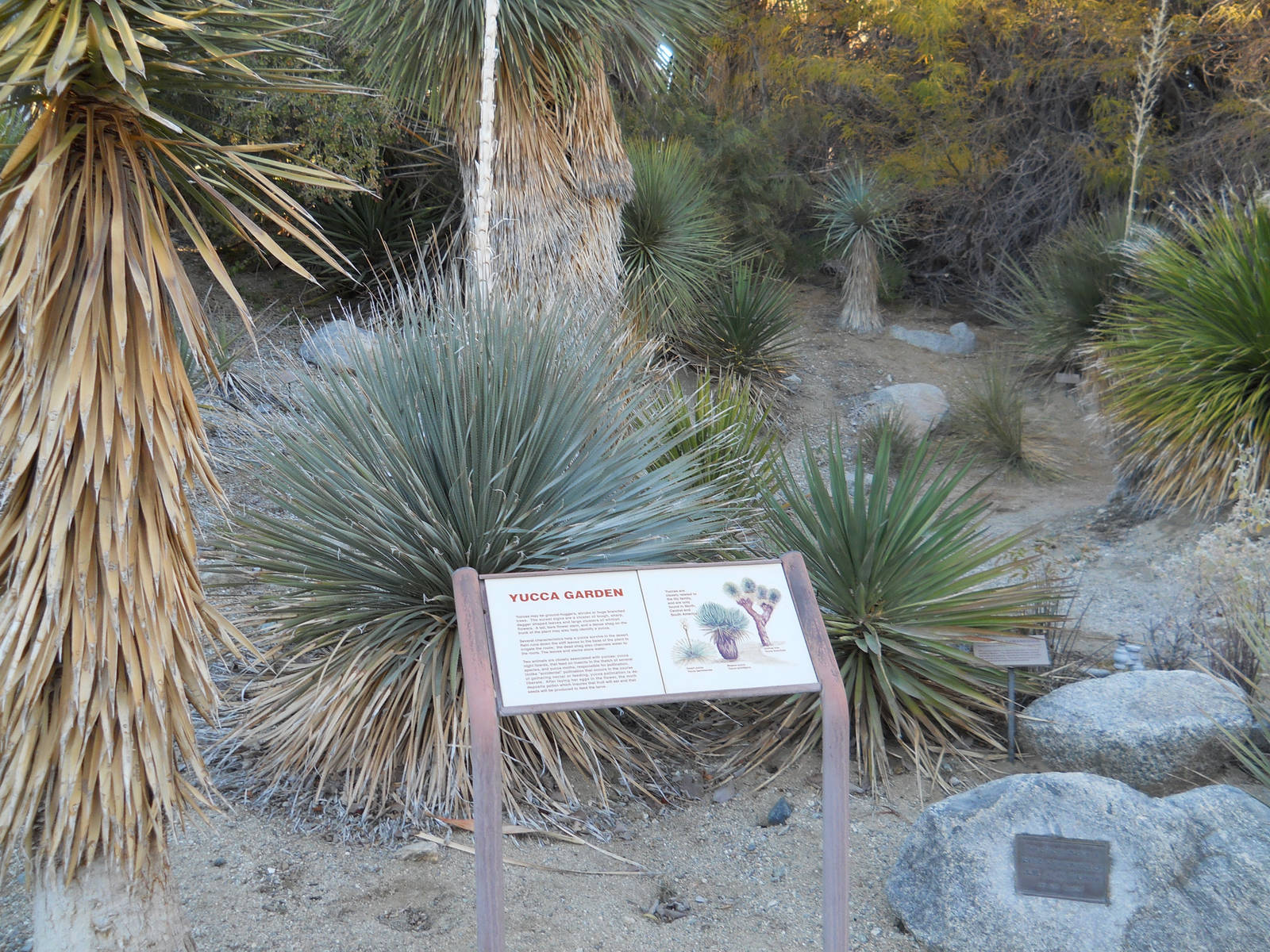 Yucca garden