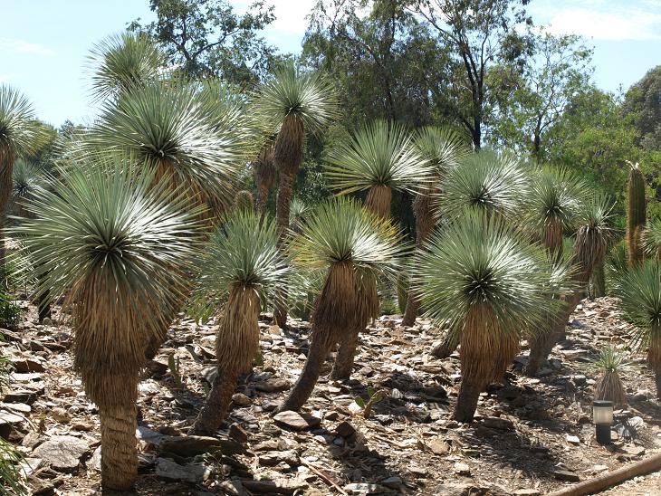 Yucca rostrata