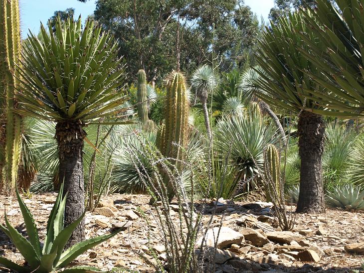 Yuccas and cacti