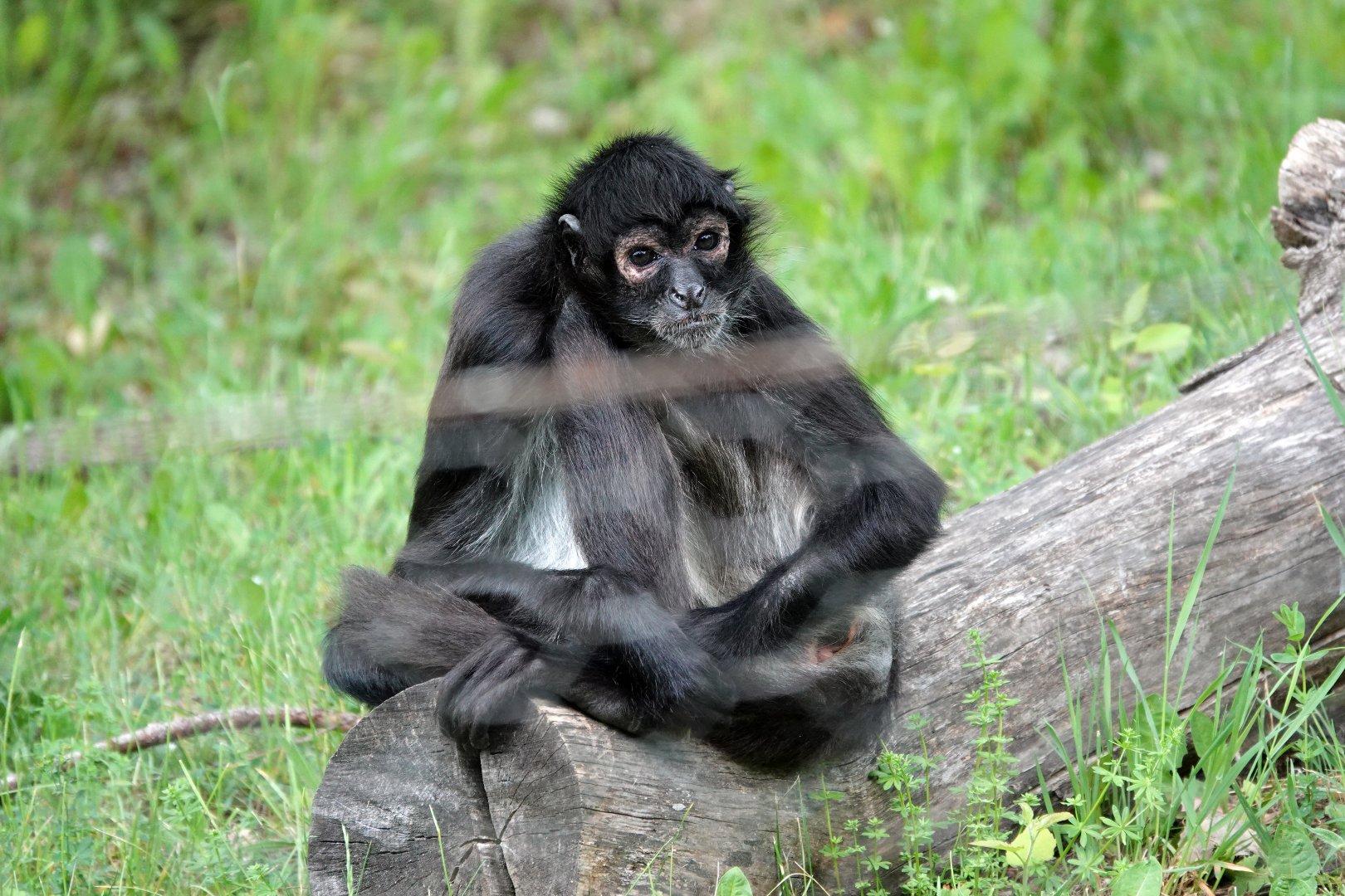 Yucutan spider monkey