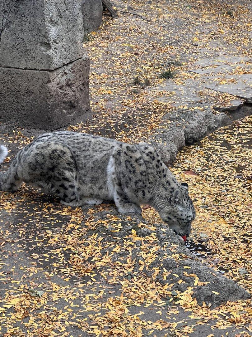 Yuki the male snow leopard