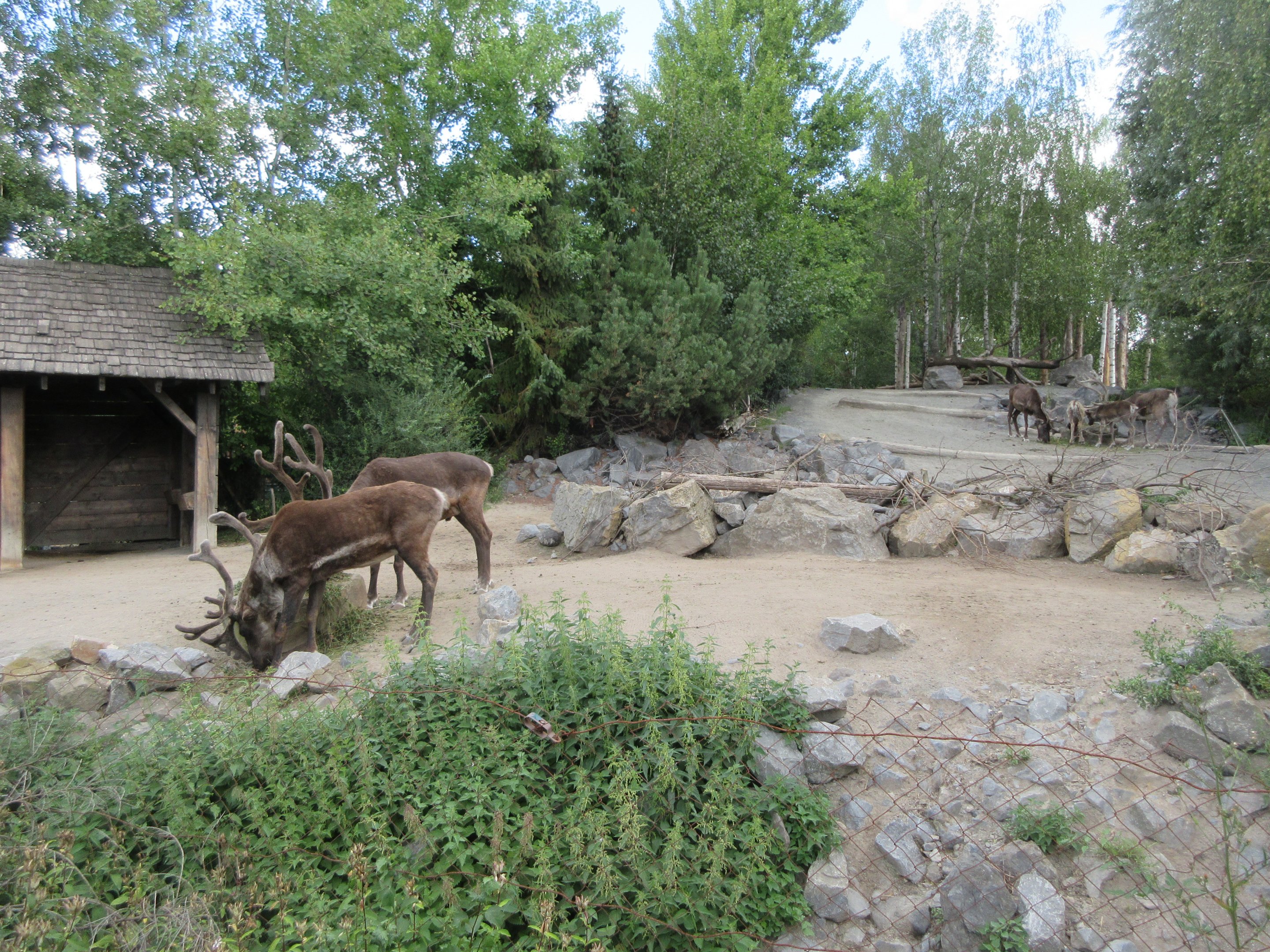 Yukon Bay - American Woodland Caribou Exhibit