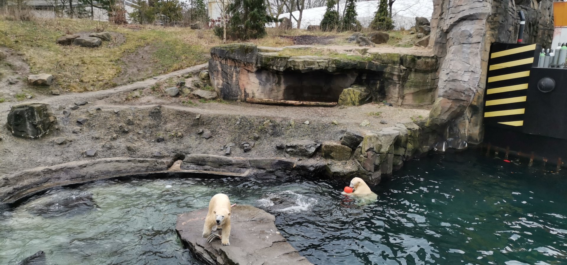 Yukon Bay, Second Polar Bear exhibit