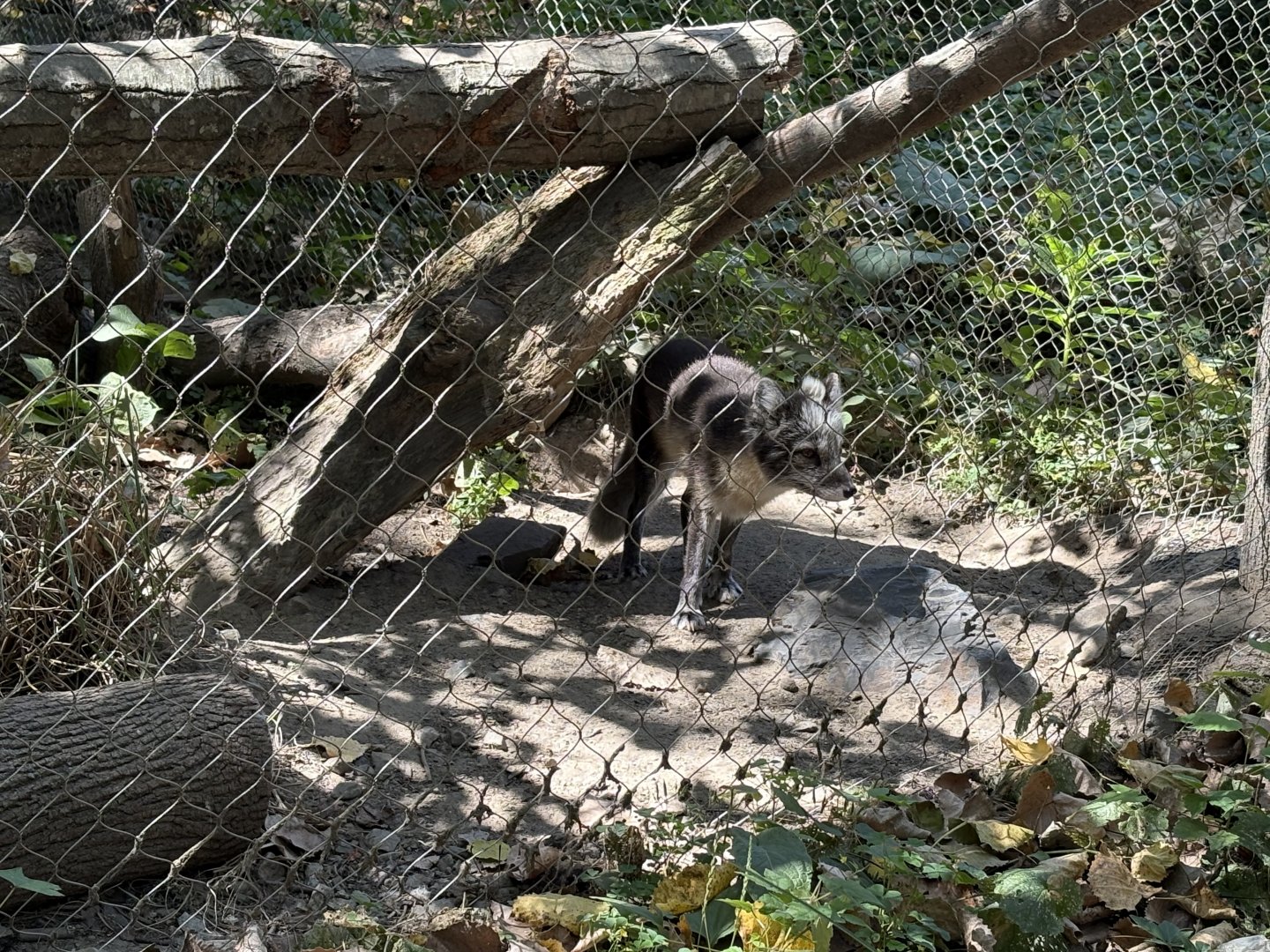 Yukon Creek - Arctic Fox