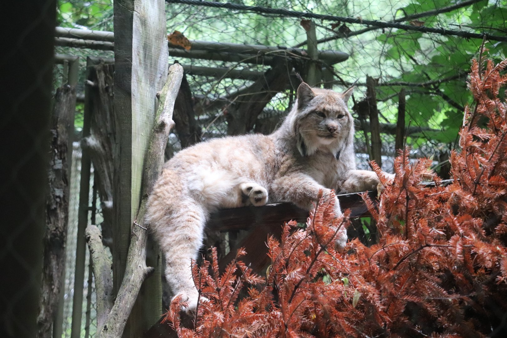 Yukon Creek - Canada Lynx