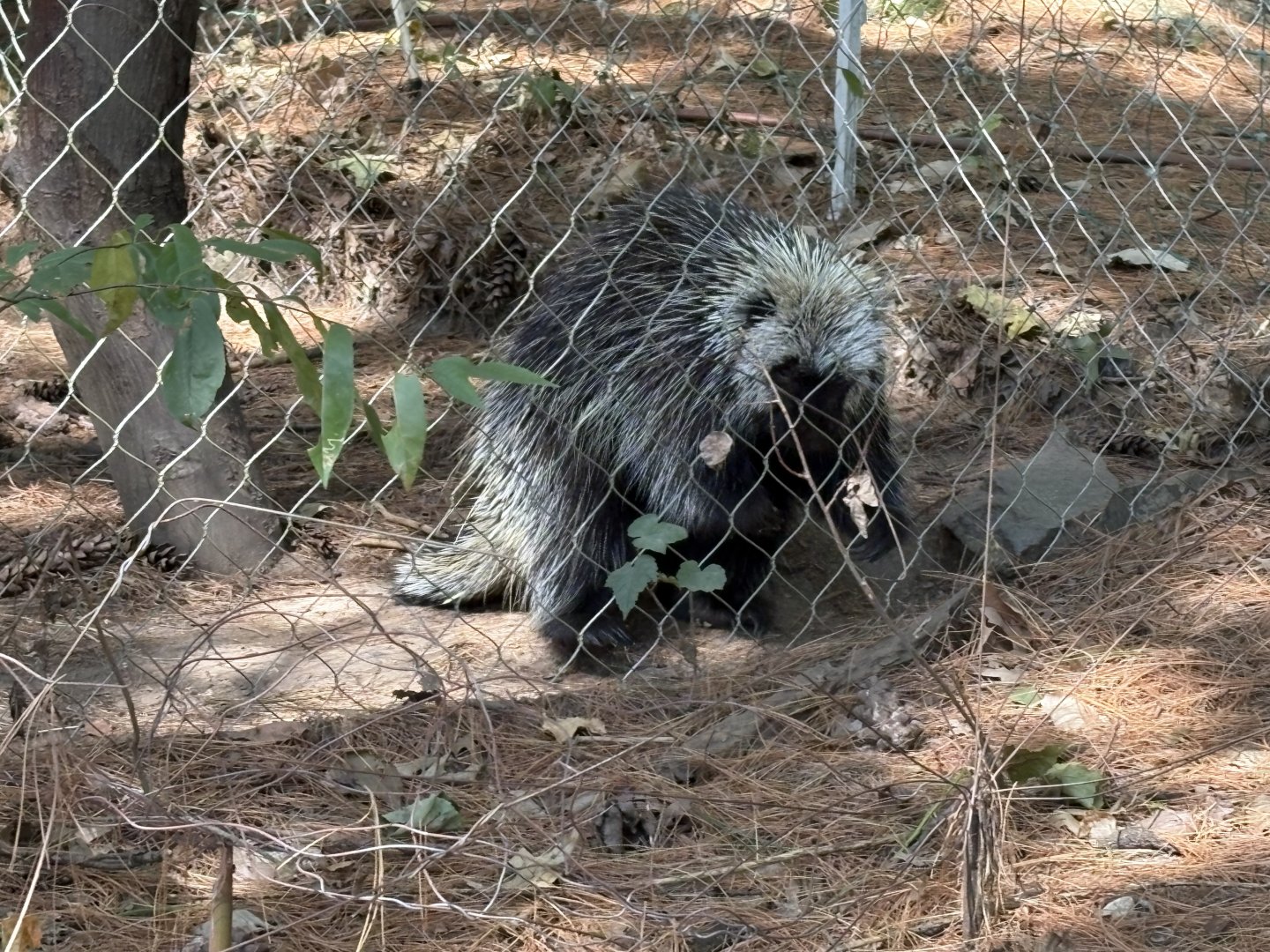 Yukon Creek - North American Porcupine