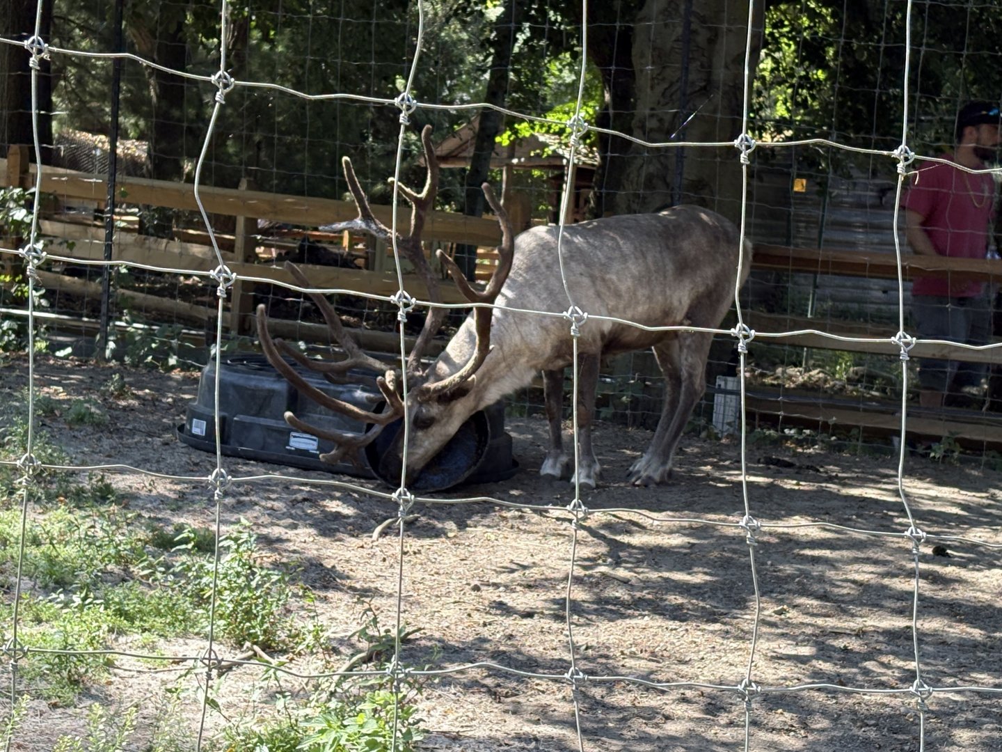 Yukon Creek - Reindeer