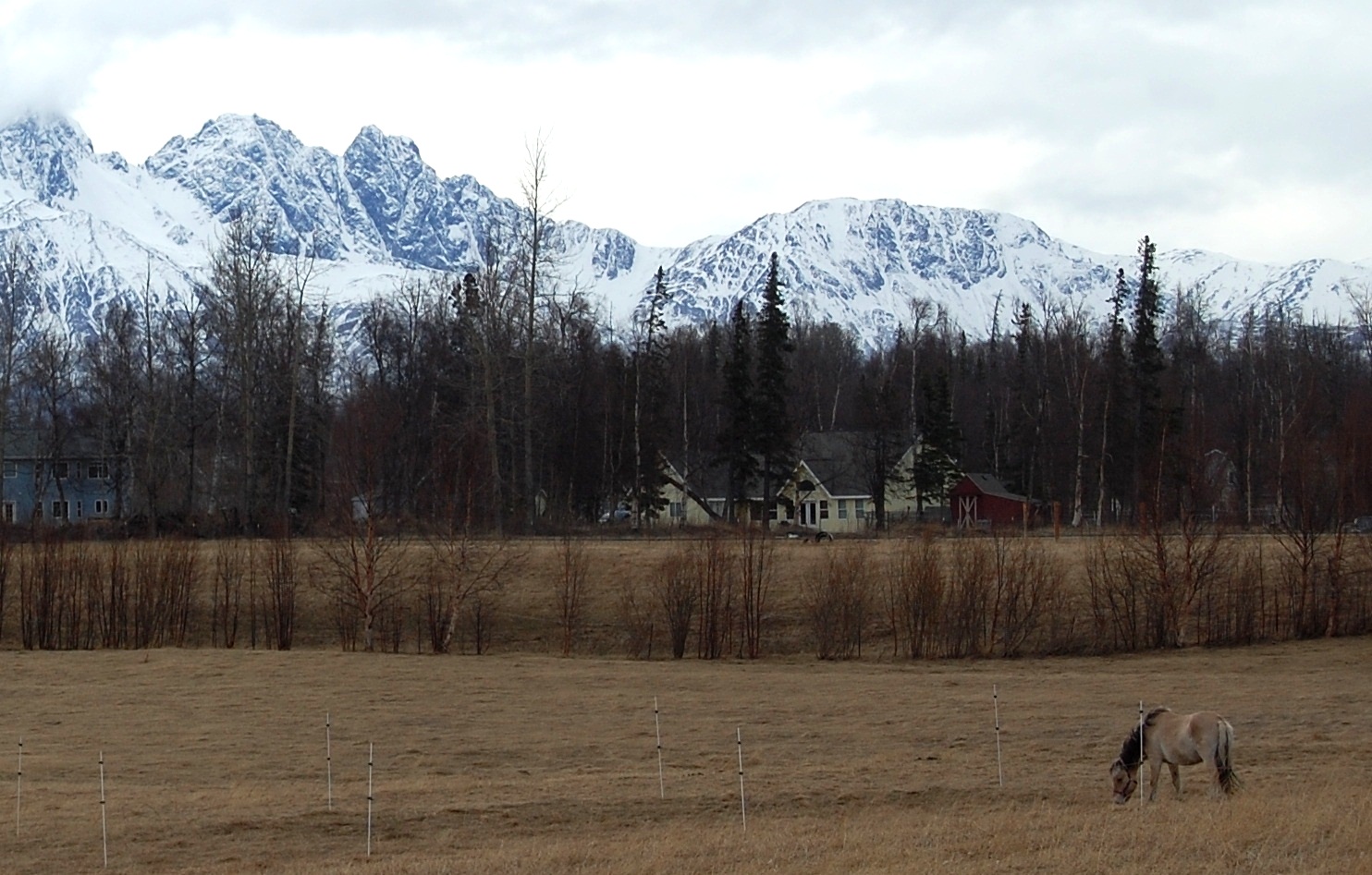 Yukon Horse - Alaska (Matanuska Valley - 12,000 BP)
