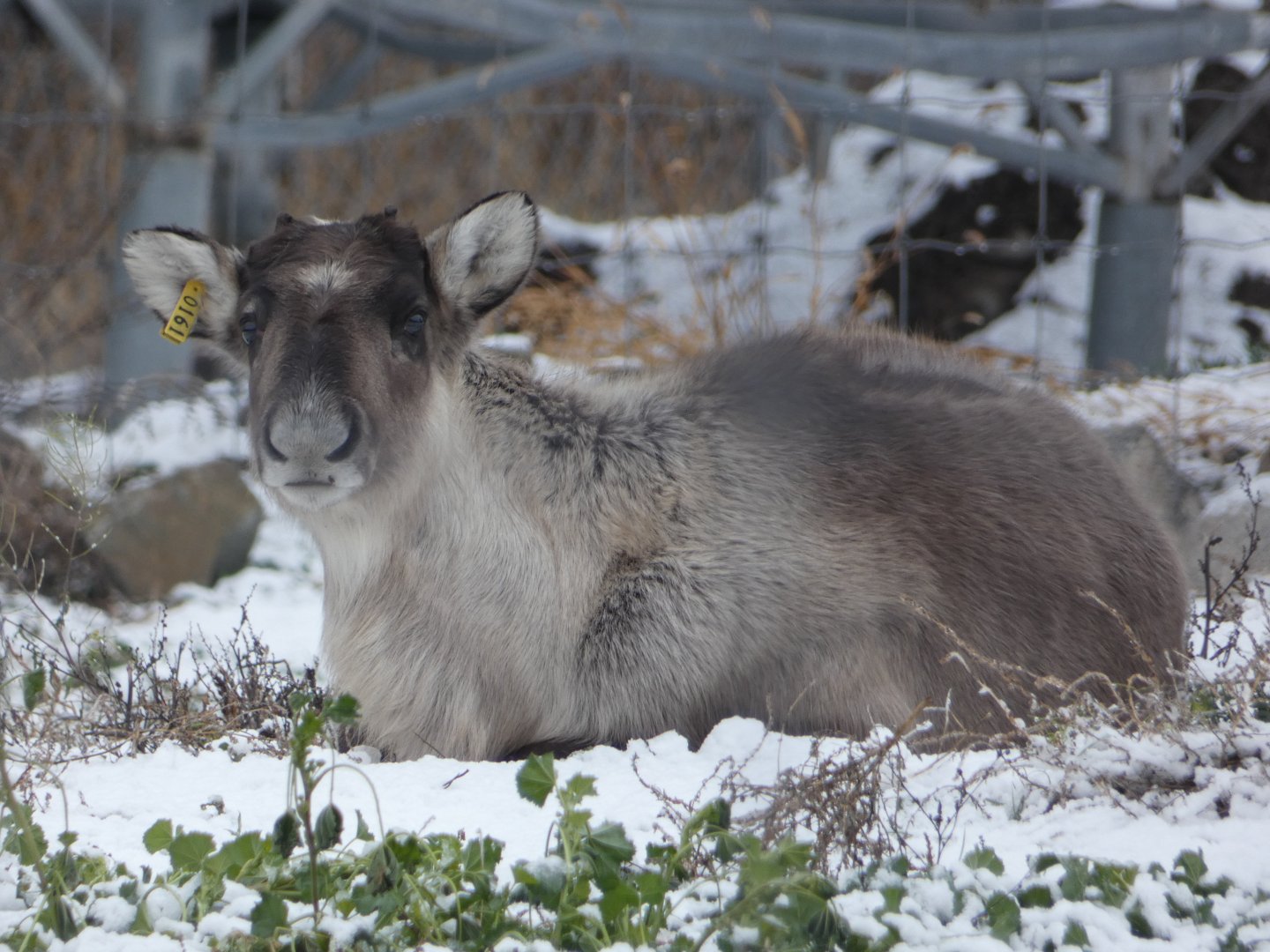 Yukon (Woodland caribou)