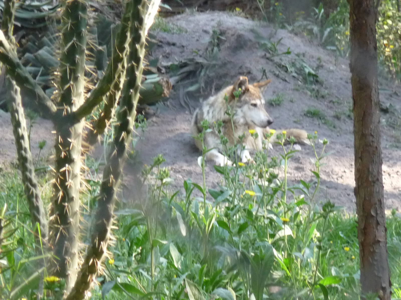YUMA A MEXICAN WOLF OR LOBO