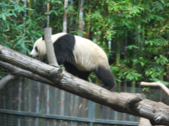 Yun Zi walks up a log.