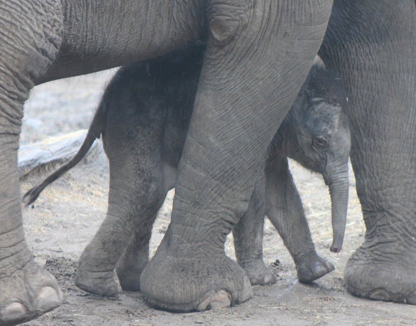 Yunha  - baby Asian elephant  born March 25 2017