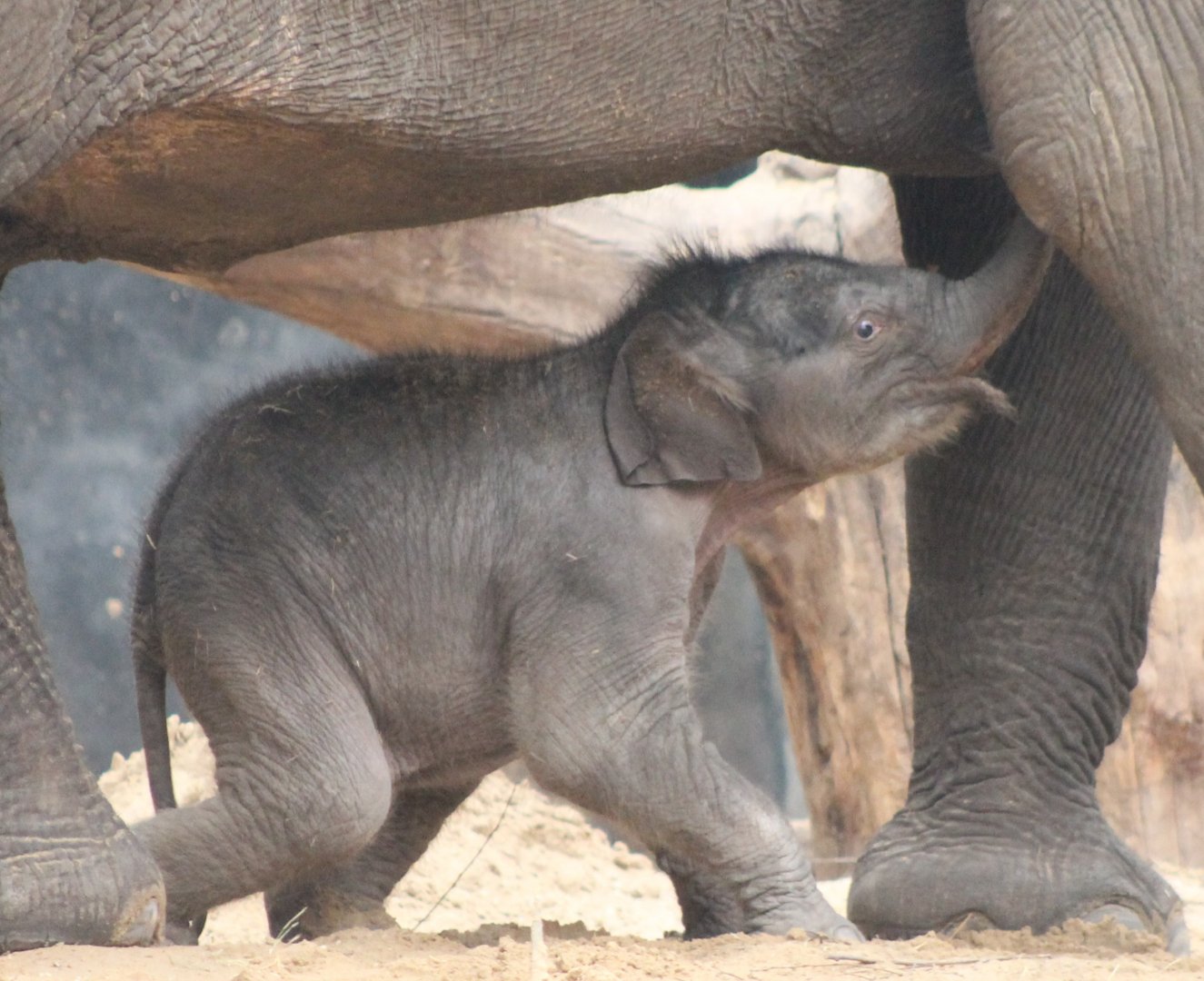 Yunha - baby Asian elephant  born March 25 2017