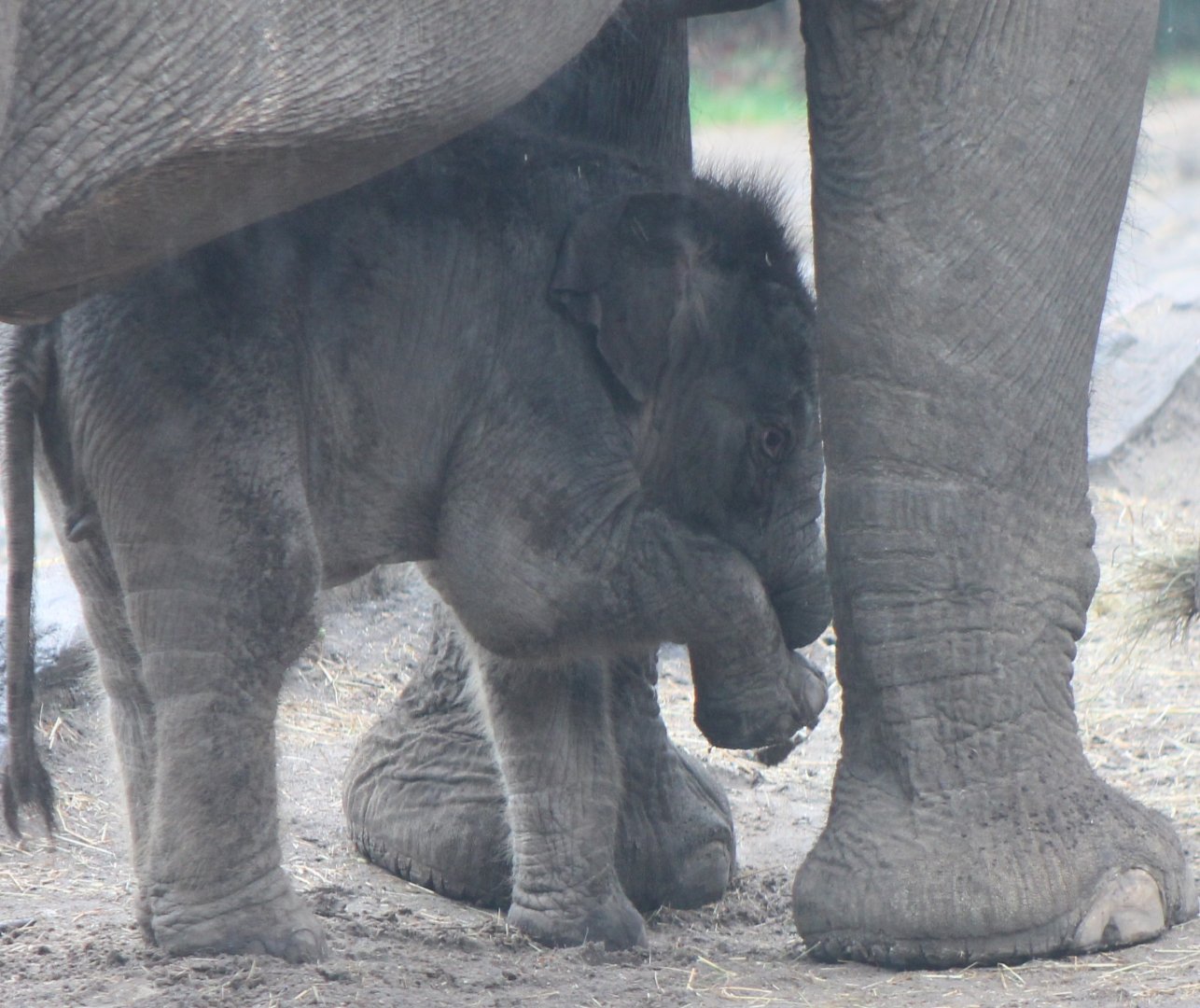 Yunha - Born March 25 2017