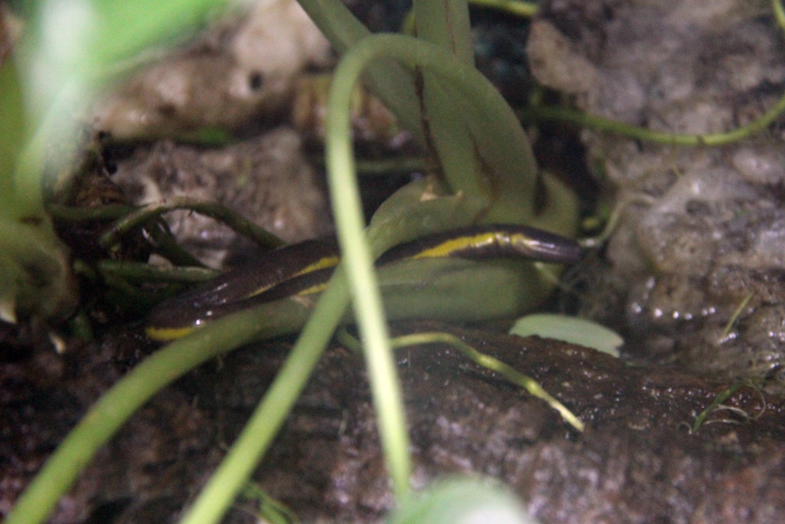 Yunnan Caecilian