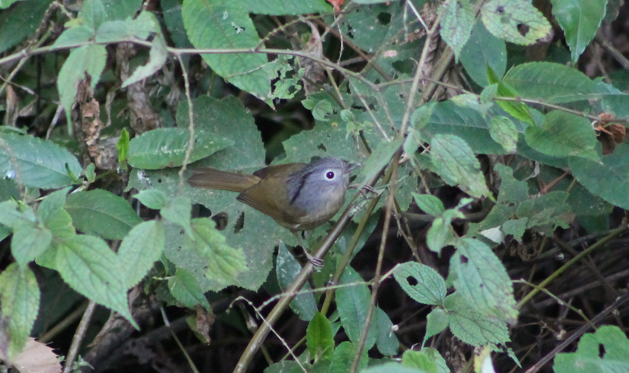 Yunnan Fulvetta (Alcippe fratercula)