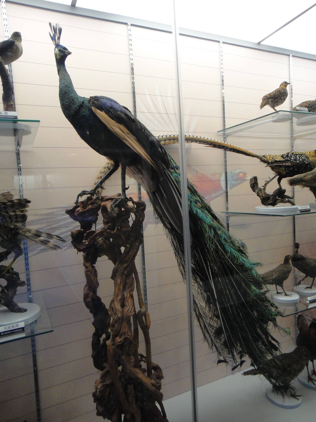 Yunnan green peafowl (Pavo muticus imperator)