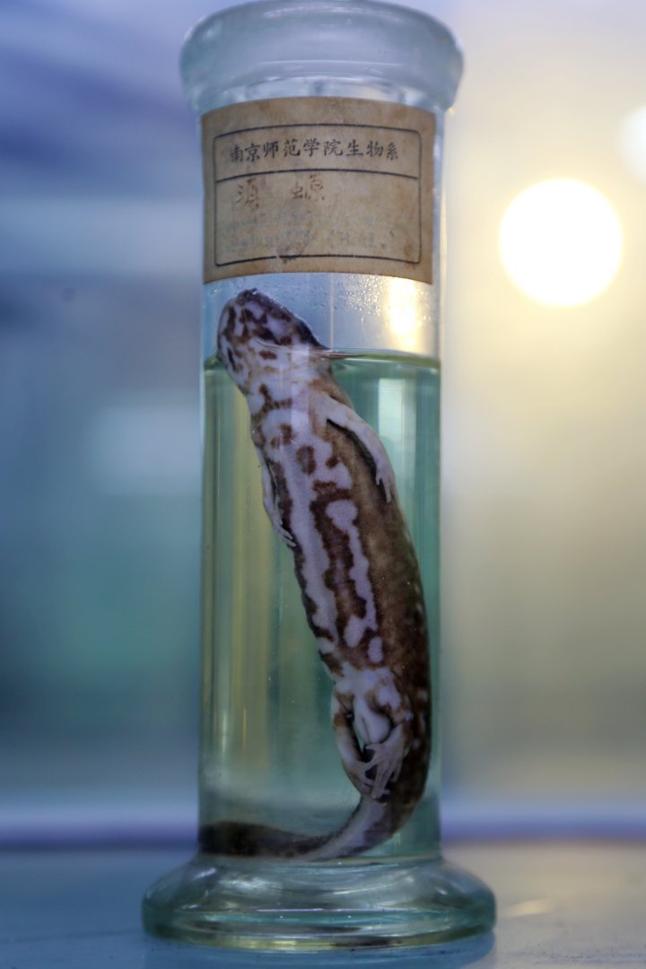 Yunnan Lake Newt (Hypselotriton wolterstorffi)