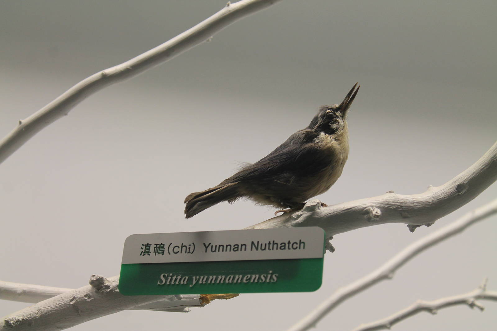 Yunnan Nuthatch (Sitta yunnanensis)