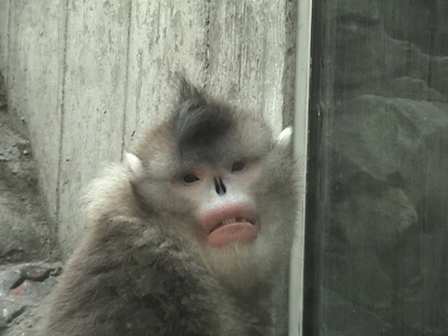 Yunnan Snub-nosed Monkey 2
