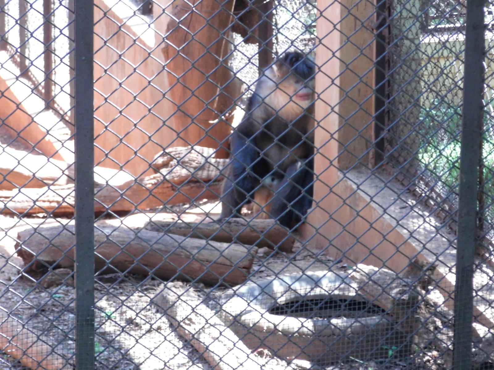 Yunnan snub-nosed monkey at Kunming zoo 2014-5-13