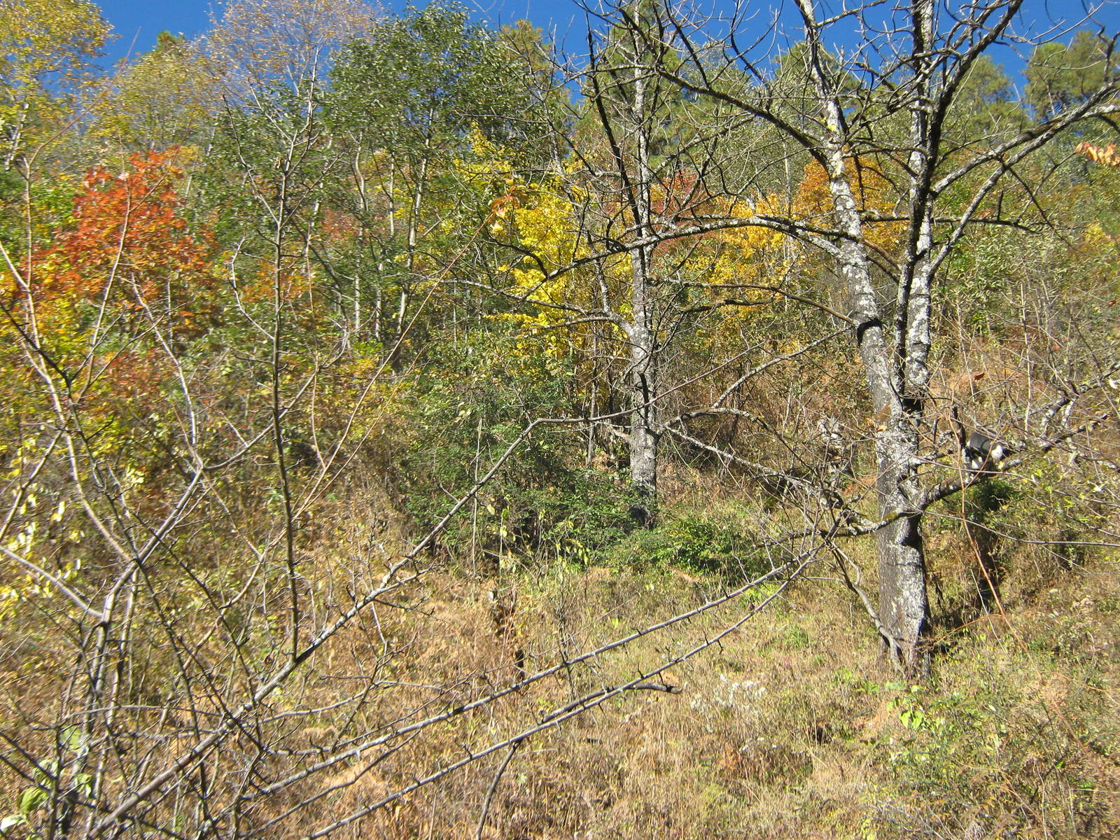 Yunnan snub-nosed monkey country!