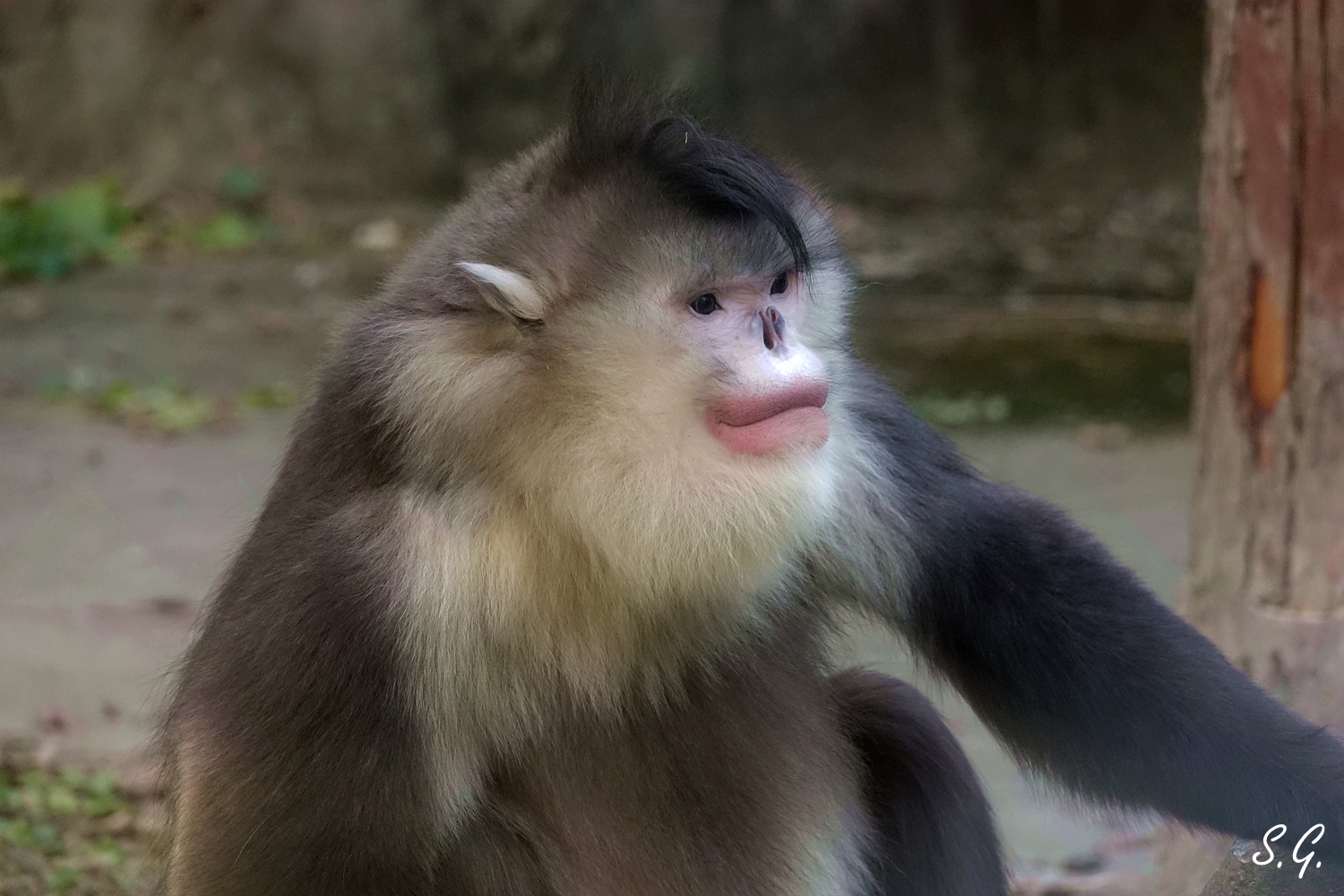 Yunnan snub-nosed monkey male