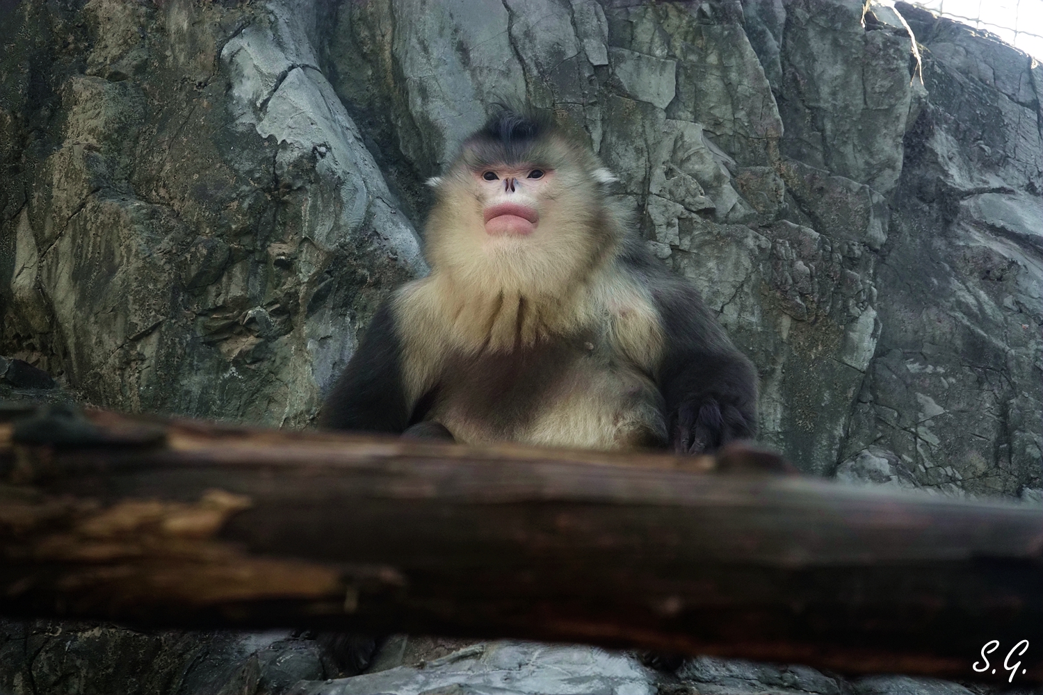 Yunnan snub-nosed monkey male