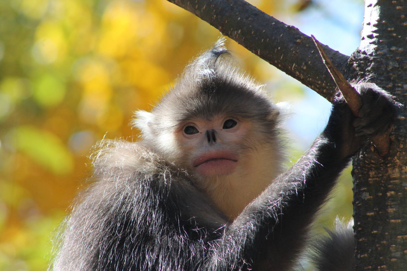 Yunnan snub-nosed monkey (Rhinopithecus bieiti)