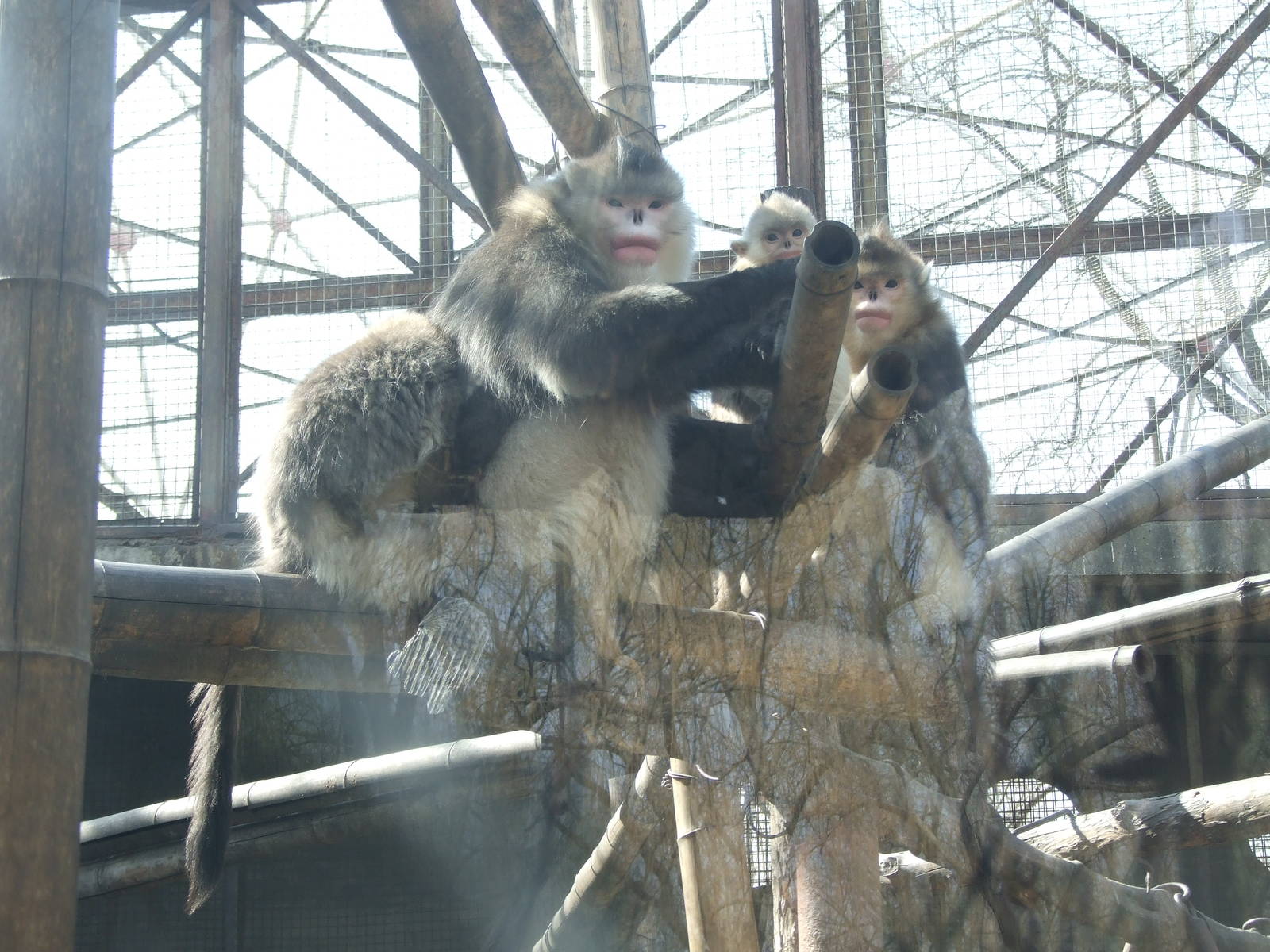 Yunnan snub-nosed monkey (Rhinopithecus bieti) famliy