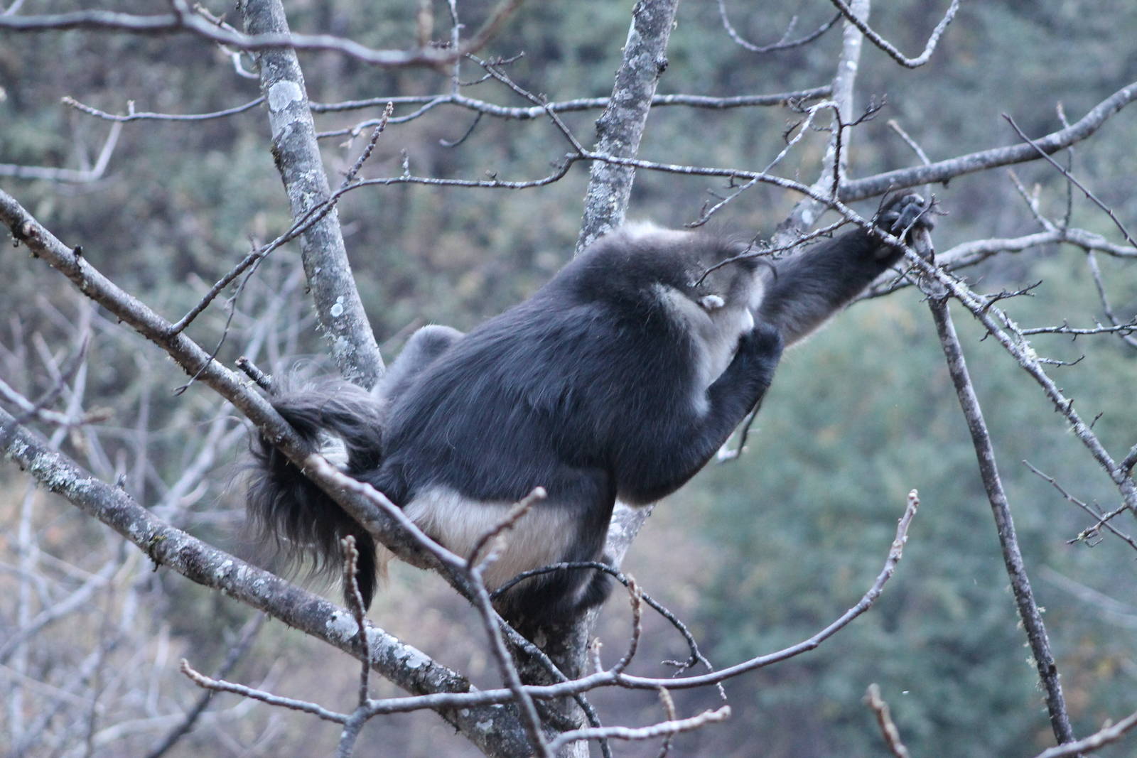 Yunnan snub-nosed monkey (Rhinopithecus bieti)