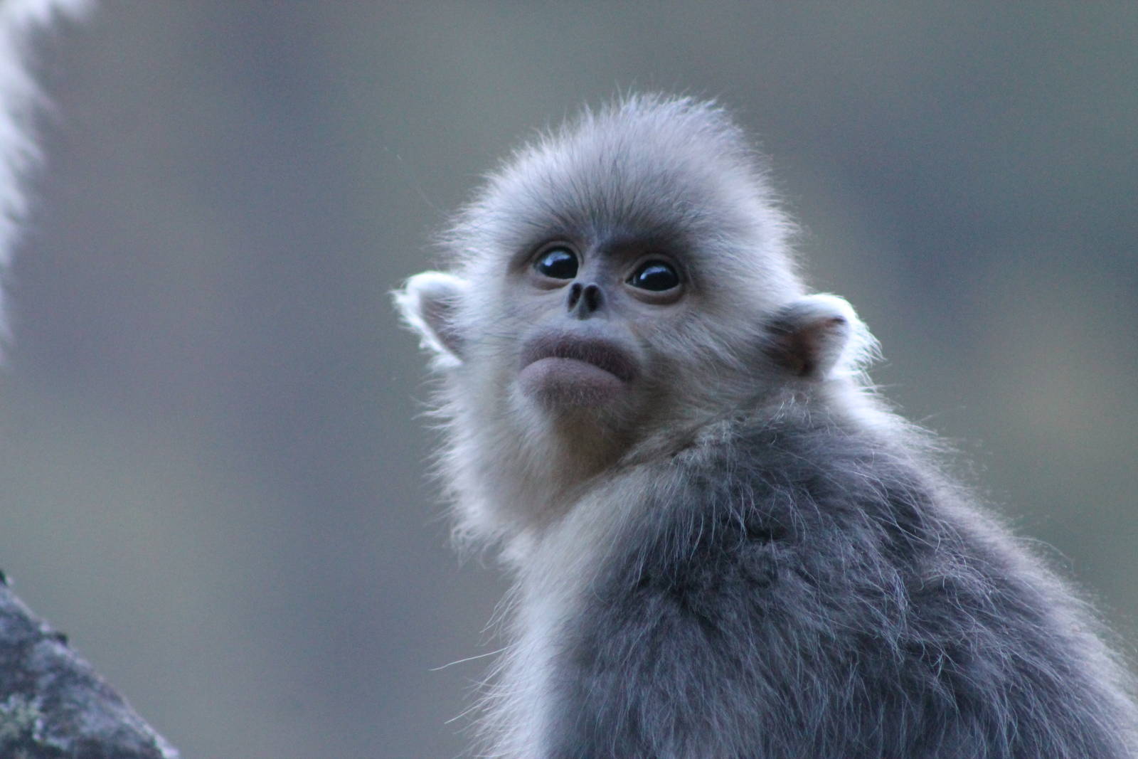 Yunnan snub-nosed monkey (Rhinopithecus bieti)