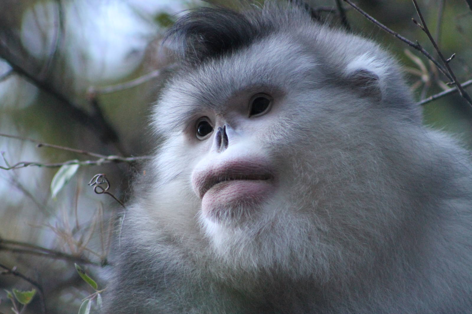 Yunnan snub-nosed monkey (Rhinopithecus bieti)
