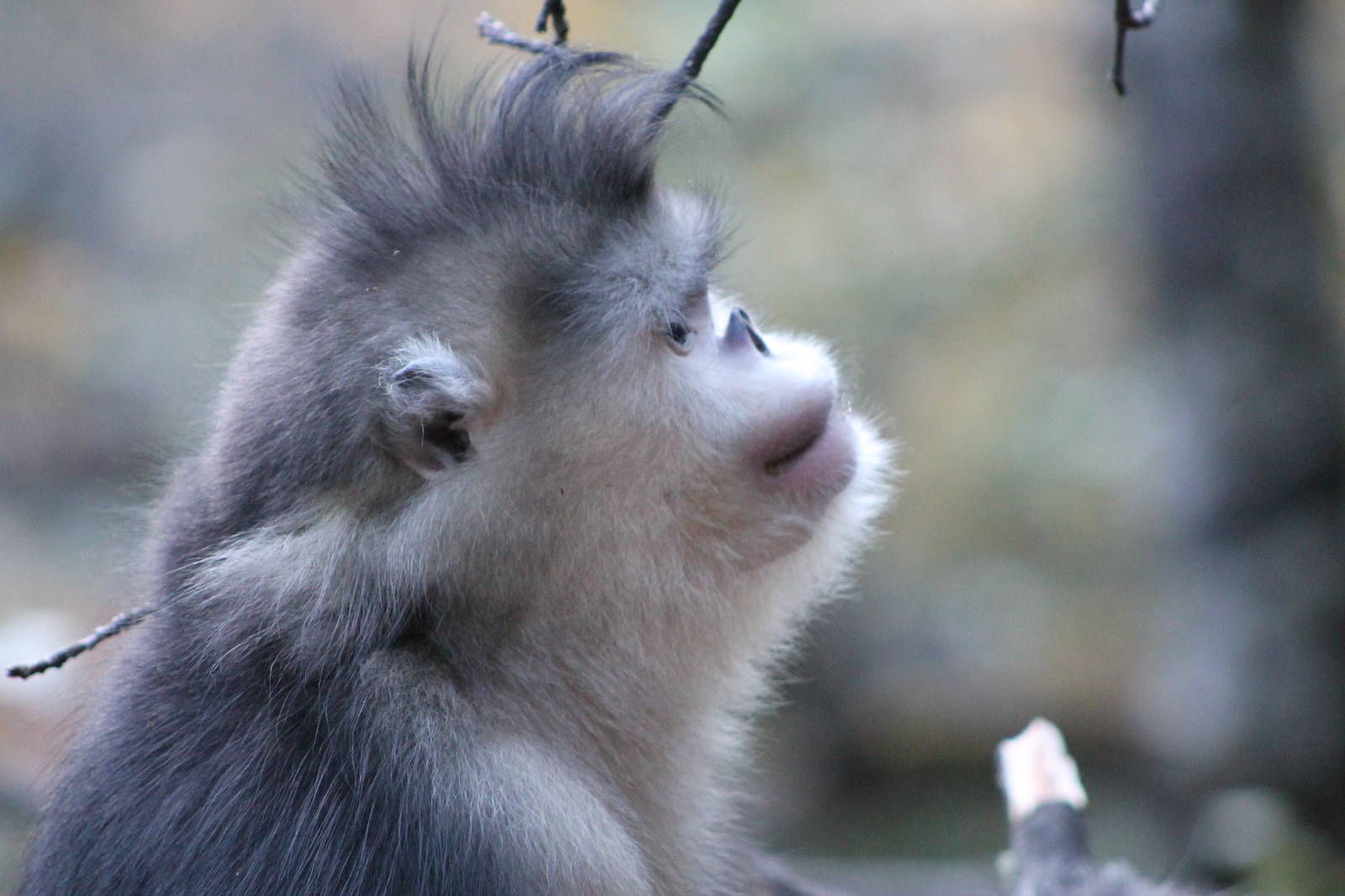 Yunnan snub-nosed monkey (Rhinopithecus bieti)