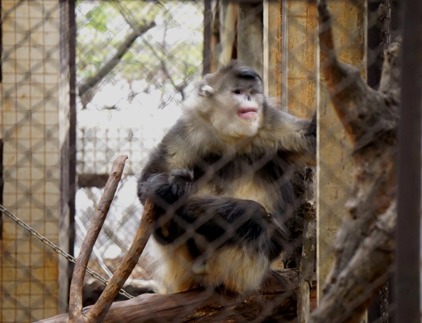 Yunnan snub-nosed monkey
