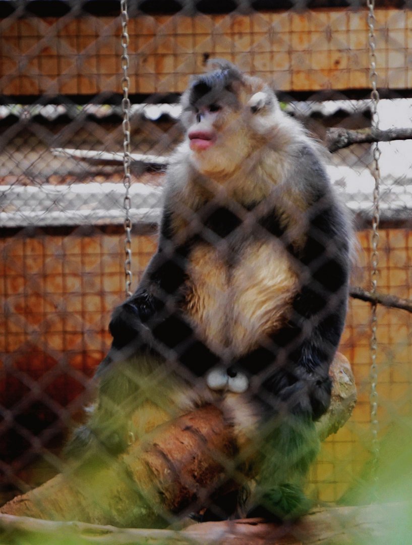 Yunnan snub-nosed monkey