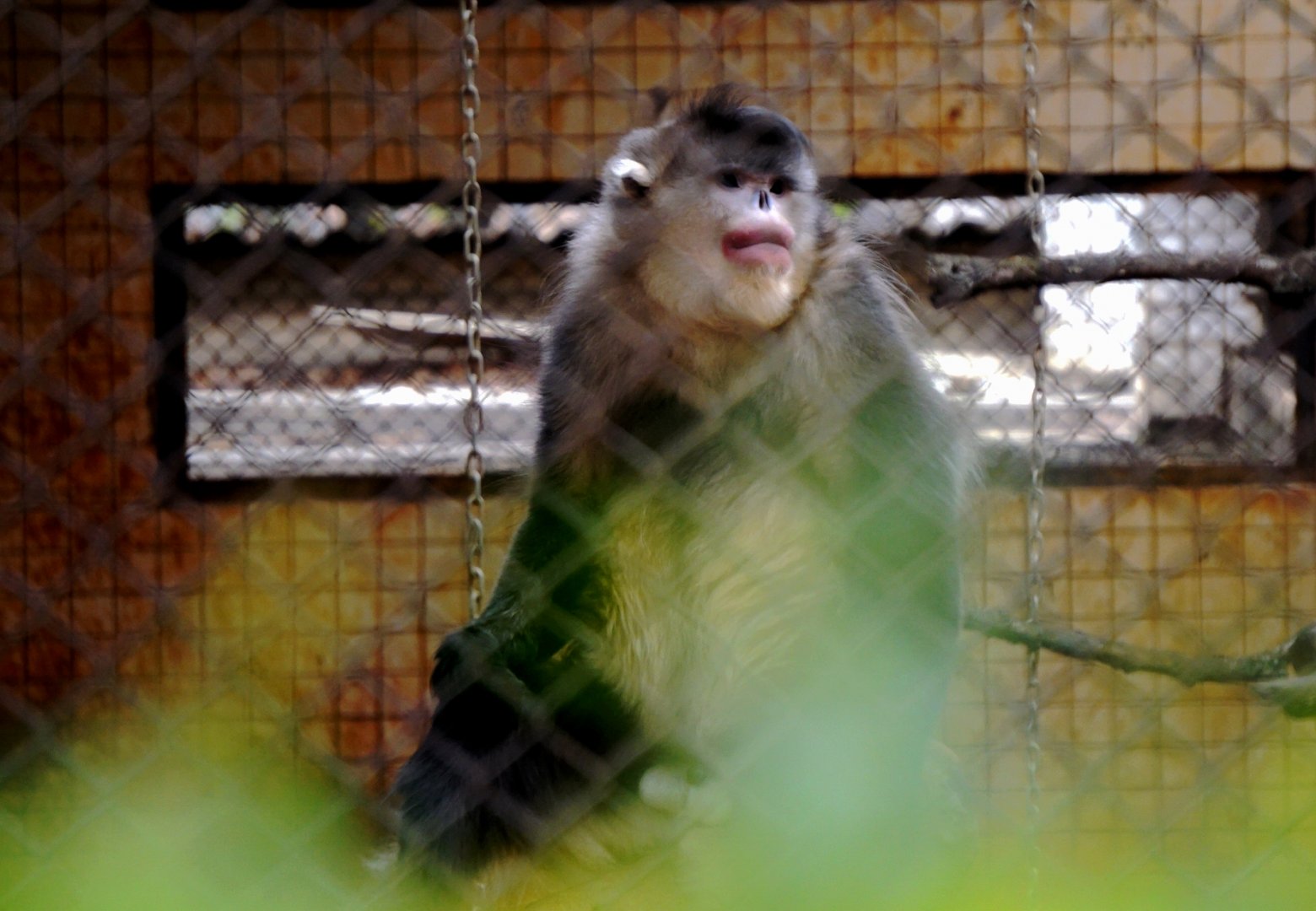 Yunnan snub-nosed monkey