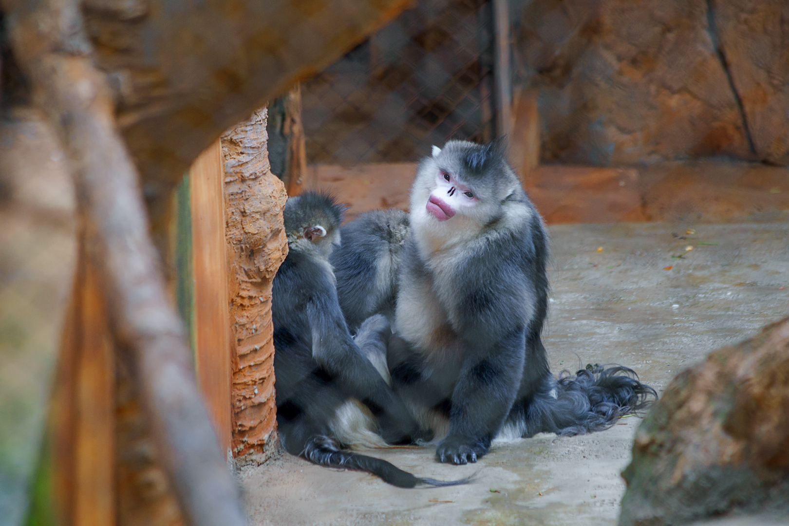 Yunnan snub-nosed monkey