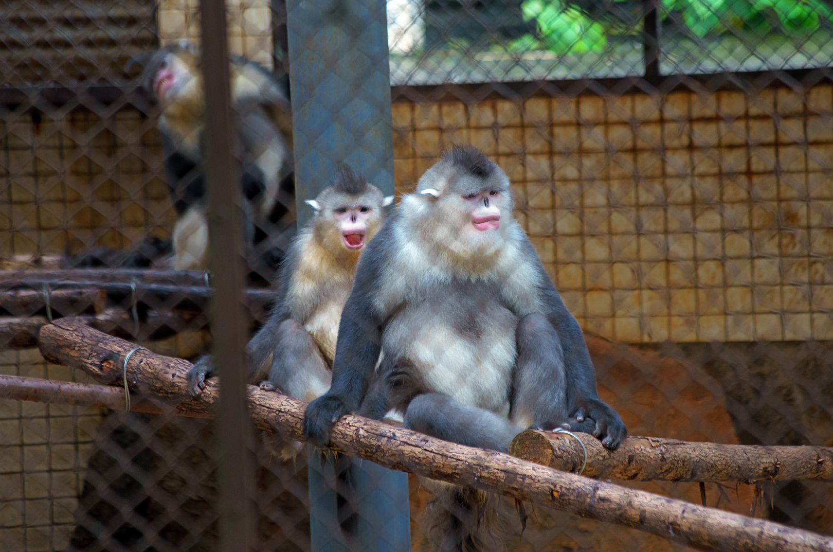 Yunnan snub-nosed monkey