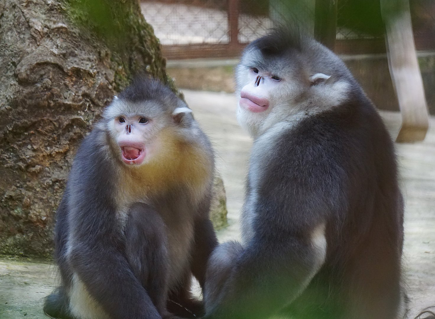 Yunnan snub-nosed monkey