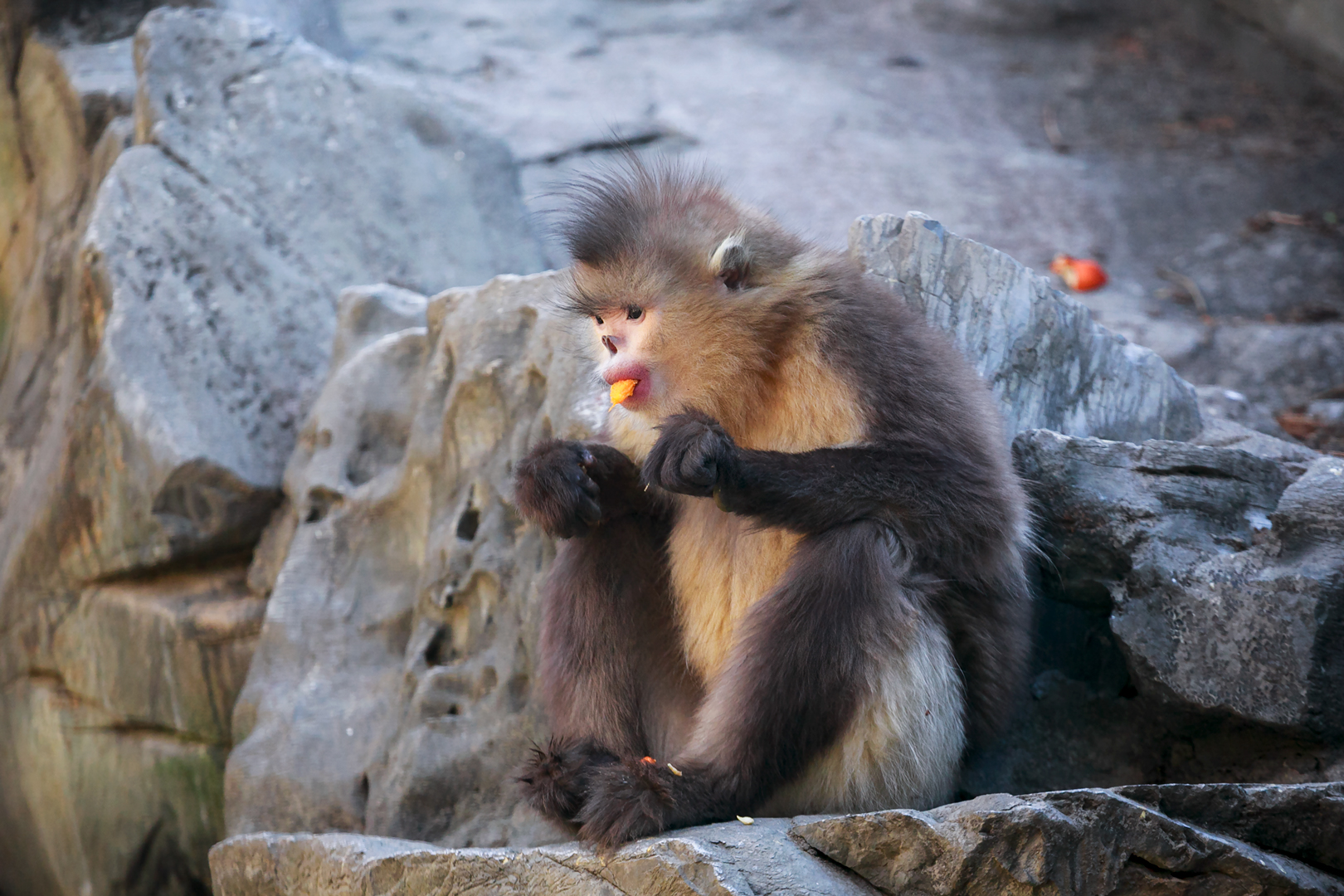 Yunnan snub-nosed monkey