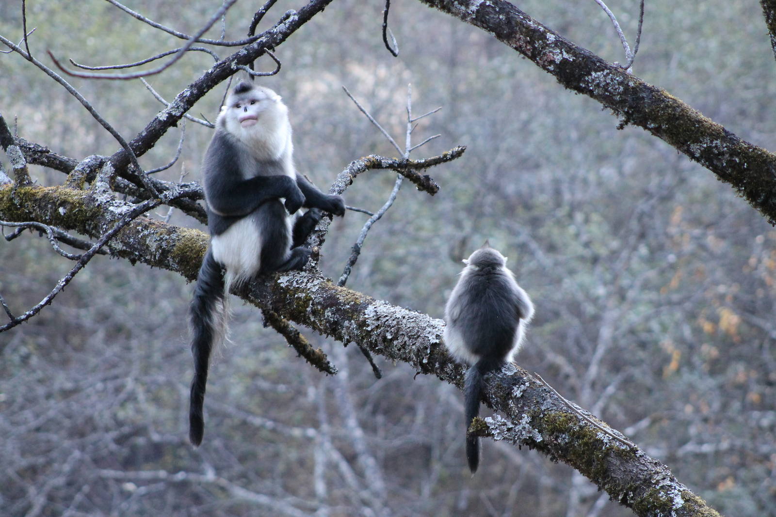 Yunnan snub-nosed monkeys (Rhinopithecus bieti)