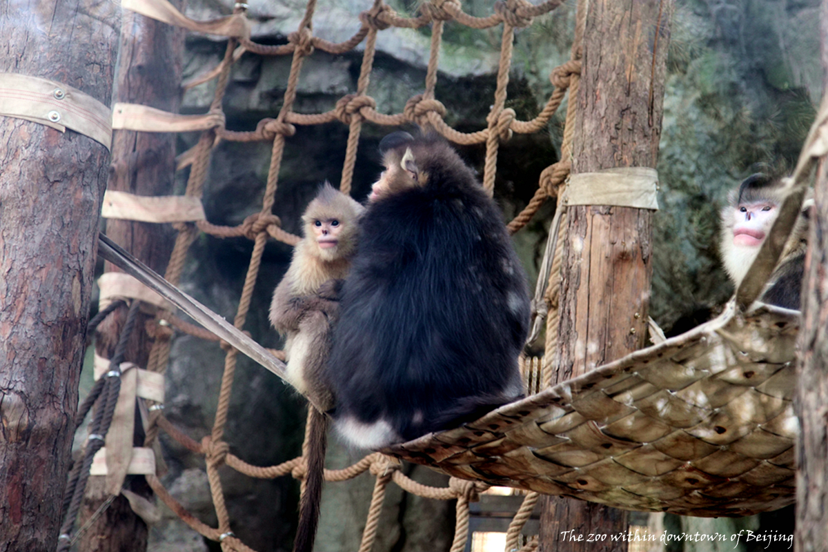 Yunnan Snub-nosed monkeys