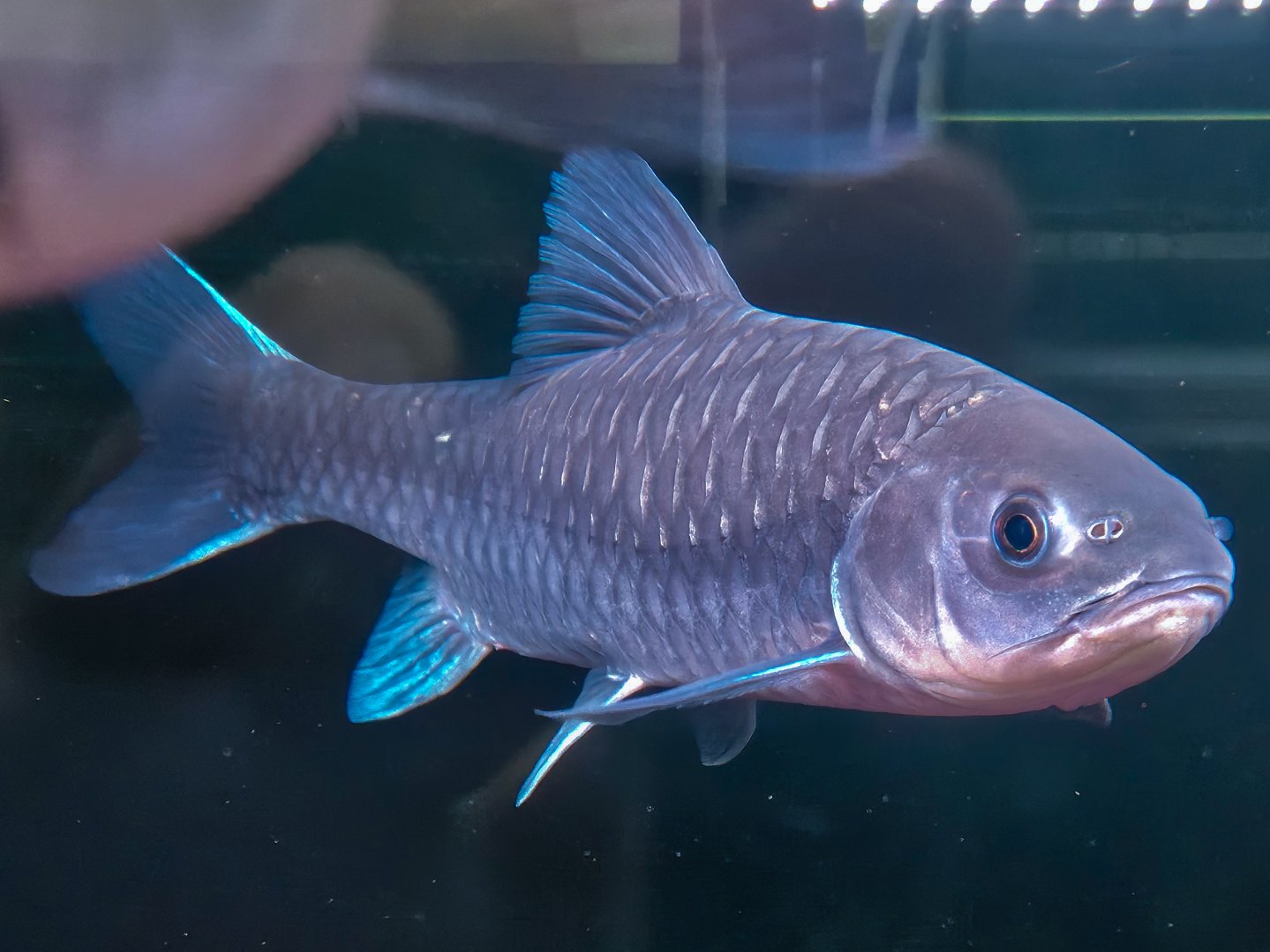 Yunnnan Blue Mahseer (Neolissocheilus heterostomus)