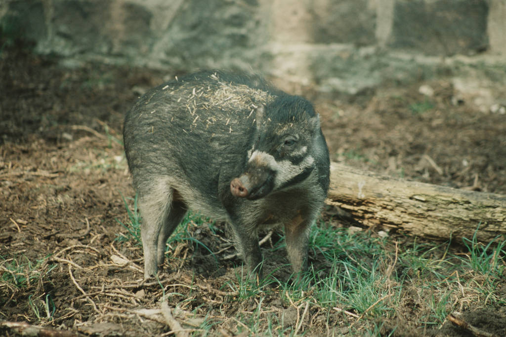 yuoung Negros Warty Pig Chester Zoo