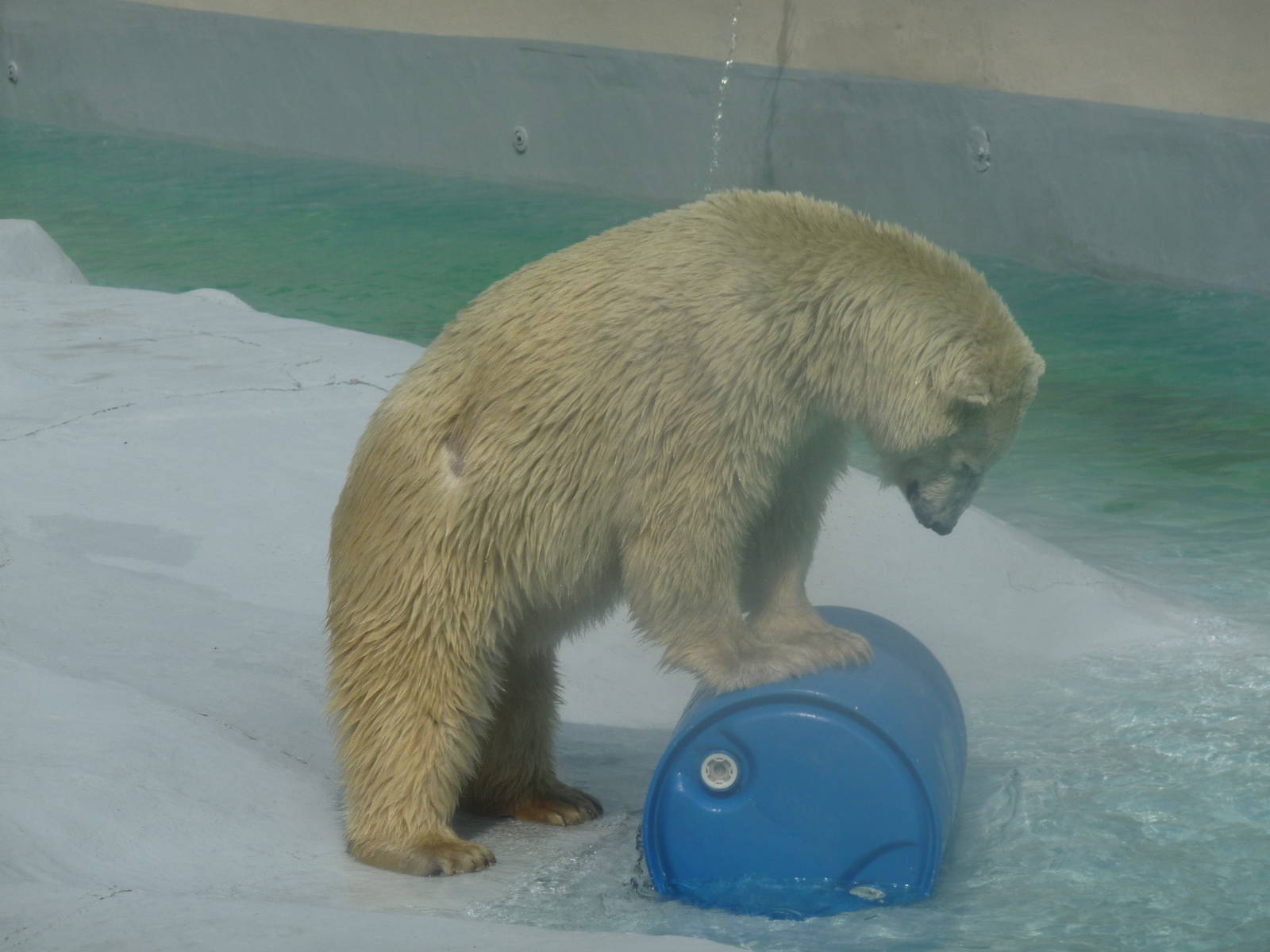 yupik polar bear morelia zoo
