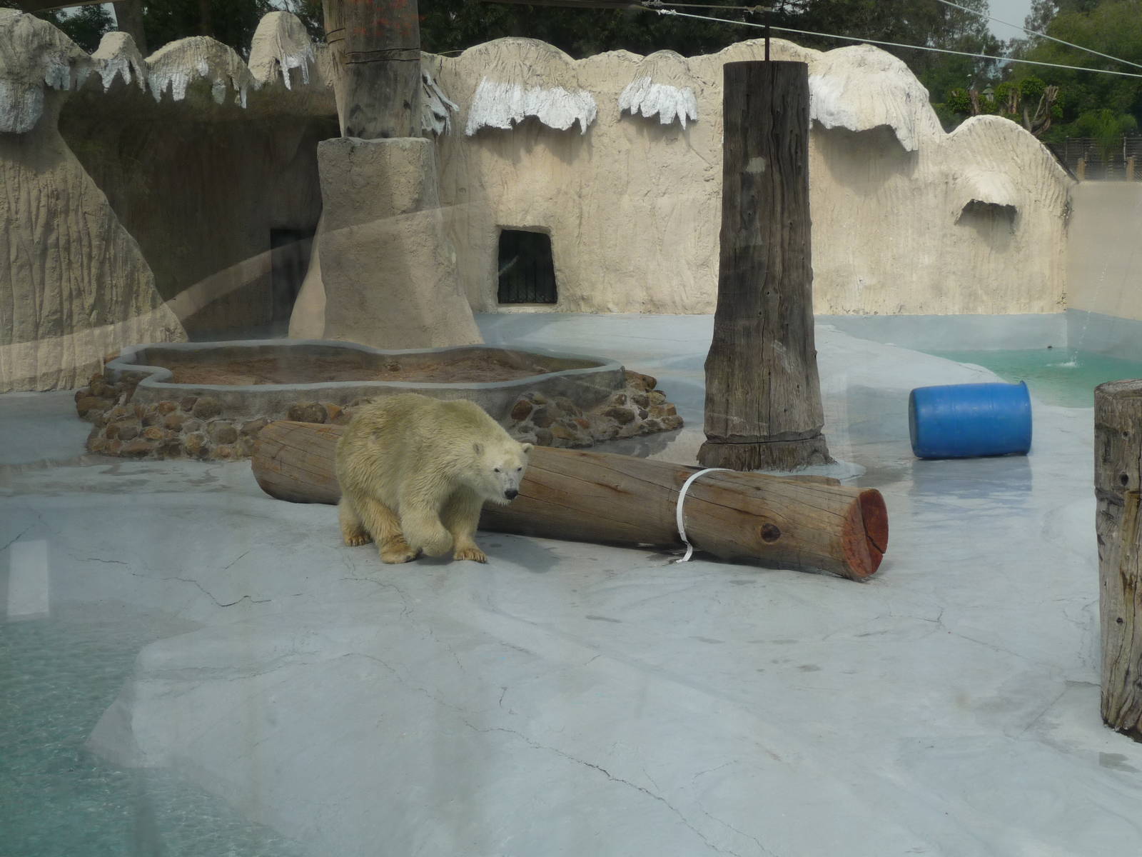 yupik polar bear morelia zoo