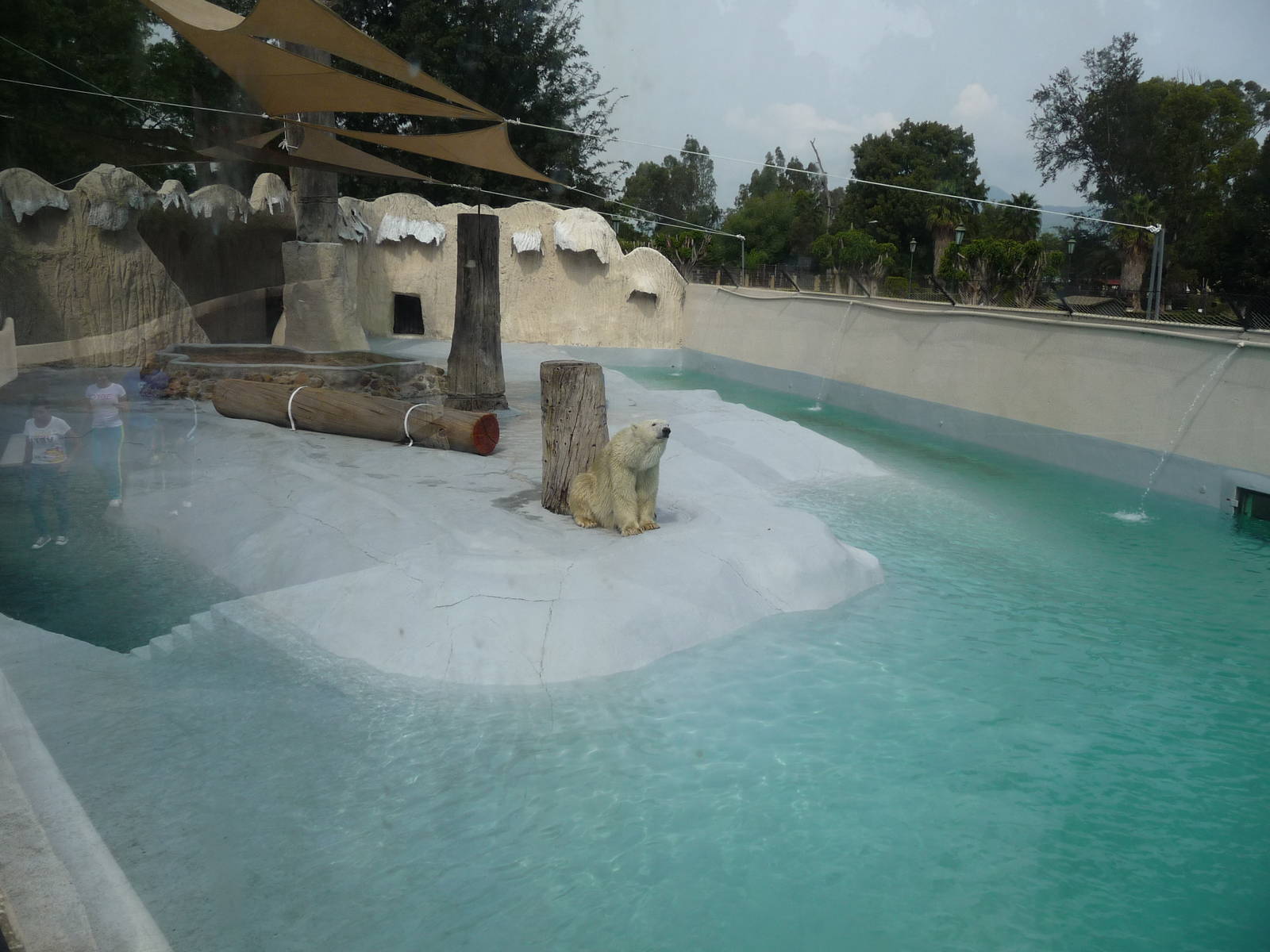yupik polar bear morelia zoo